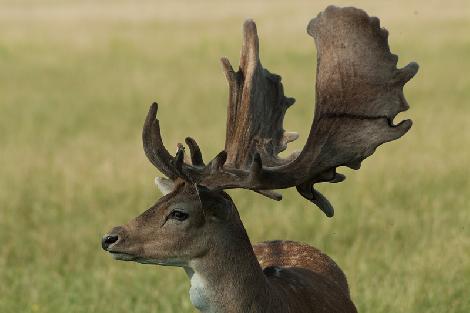 Kuusihirvi- ja kauriinkasvatus, maatila Puolassa