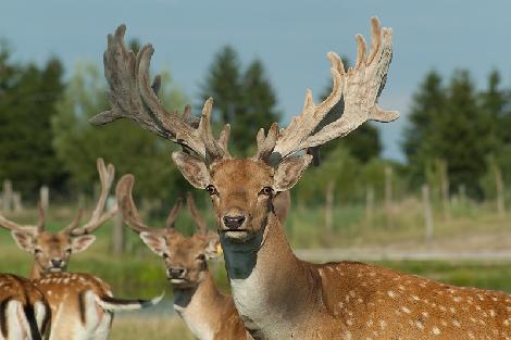 Kuusihirvi- ja kauriinkasvatus, maatila Puolassa