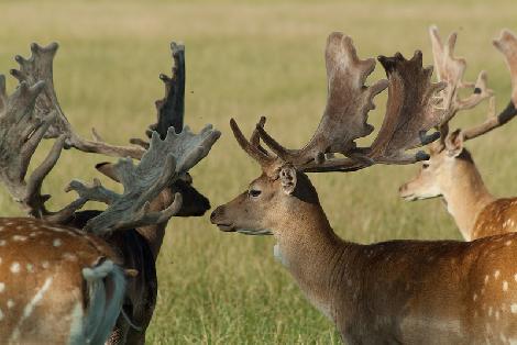 Kuusihirvi- ja kauriinkasvatus, maatila Puolassa