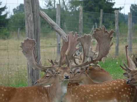 Kuusihirvi- ja kauriinkasvatus, maatila Puolassa