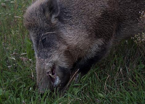 Kuusihirvi- ja kauriinkasvatus, maatila Puolassa