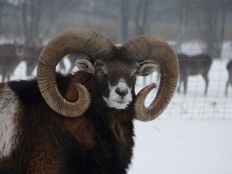 Kuusihirvi- ja kauriinkasvatus, maatila Puolassa