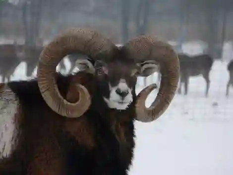 Kasvatus Puolassa