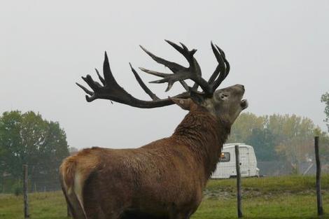 Kuusihirvi- ja kauriinkasvatus, maatila Puolassa