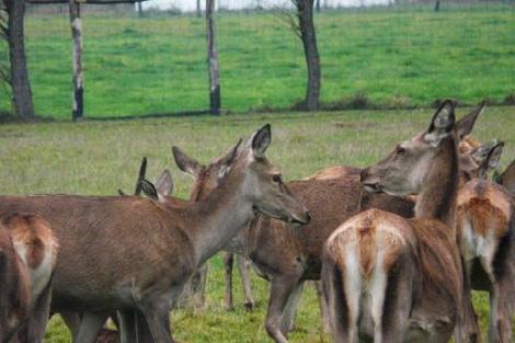 Kuusihirvi- ja kauriinkasvatus, maatila Puolassa