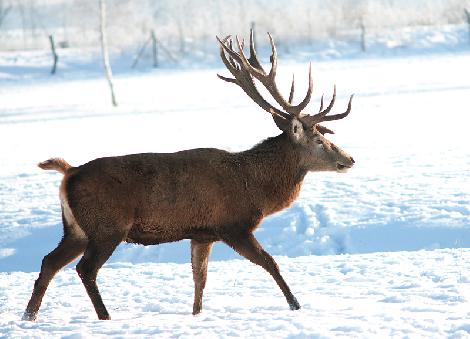 Kuusihirvi- ja kauriinkasvatus, maatila Puolassa