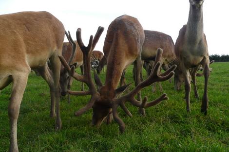 Kuusihirvi- ja kauriinkasvatus, maatila Puolassa