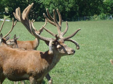 Kuusihirvi- ja kauriinkasvatus, maatila Puolassa