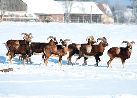 Kuusihirvi- ja kauriinkasvatus, maatila Puolassa